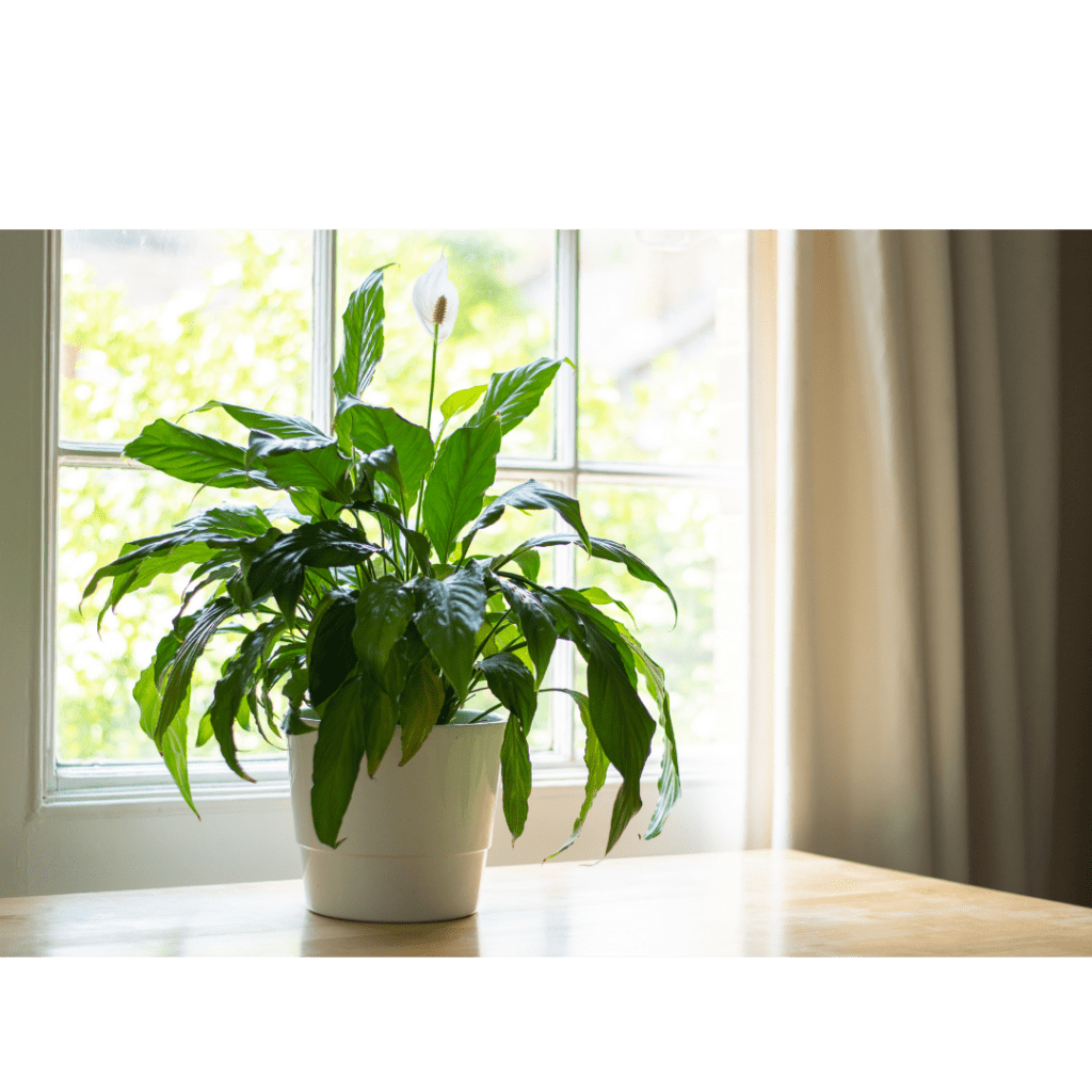 Potted peace lily