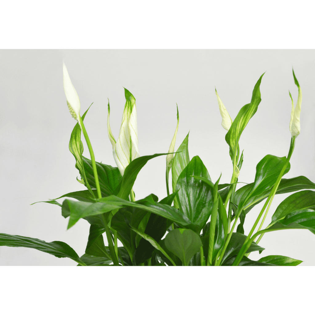 Peace lily close up