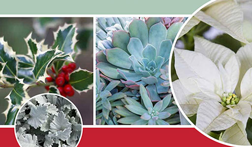 Napco Holiday Trend Report 2023