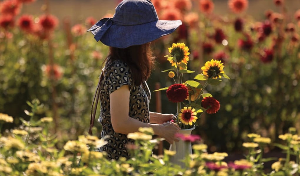 Woman in field of sunflowers
