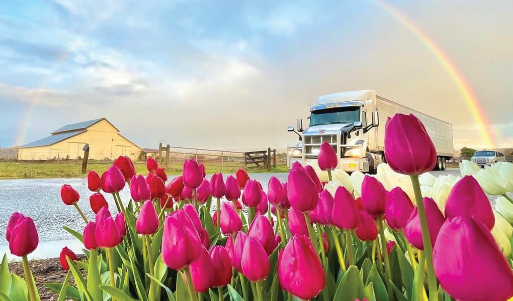 Tulips in the field