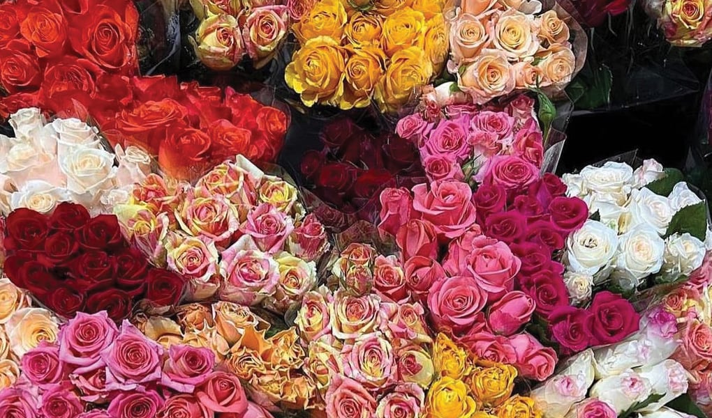 Multicolor roses