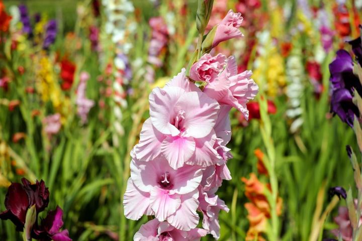 Gladiolus - one of the birth month flowers for August 